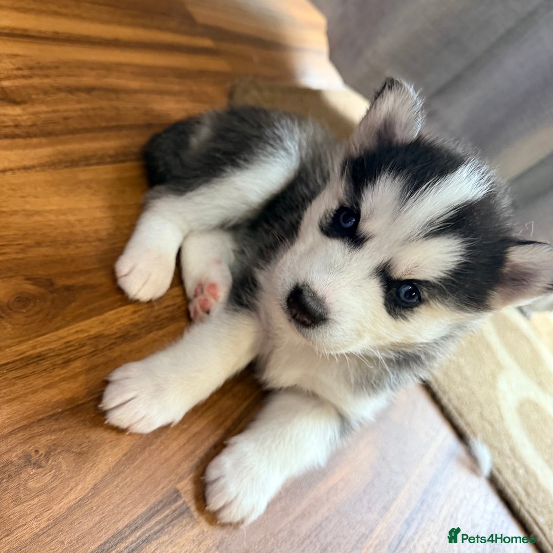 Siberian Husky dogs for sale: SIBERIAN HUSKY  - Image 1