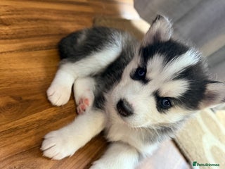 Siberian Husky dogs - Advert 1