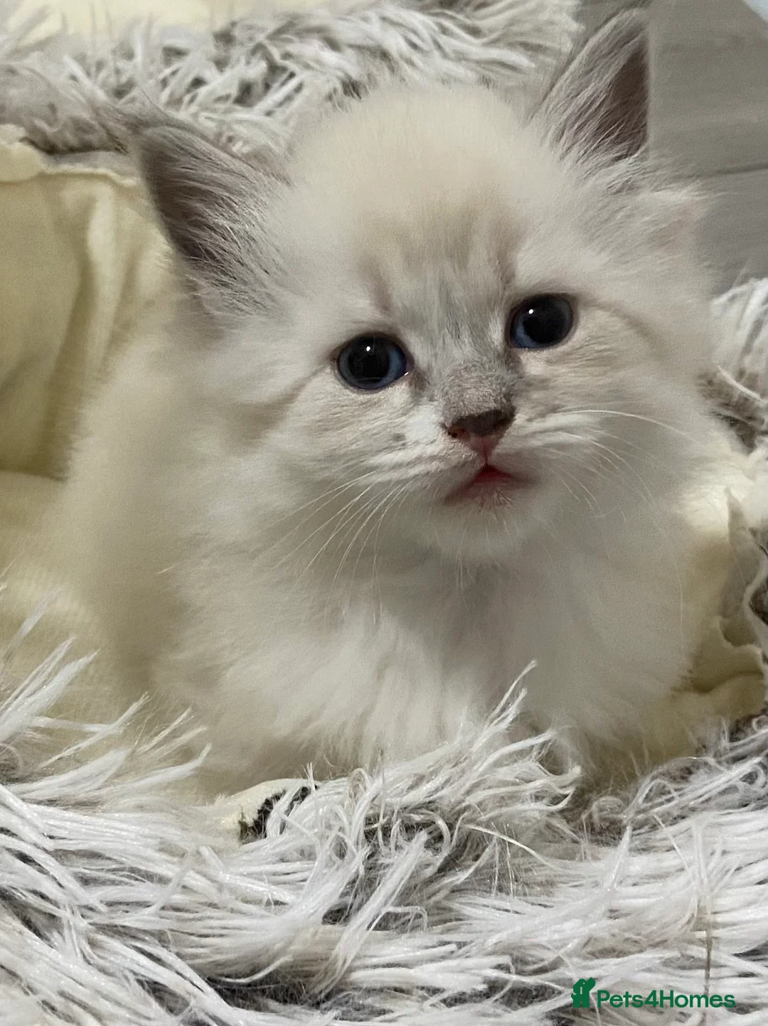 Siberian cats for sale: Siberian Kittens Neva Masquerade White - Advert 5