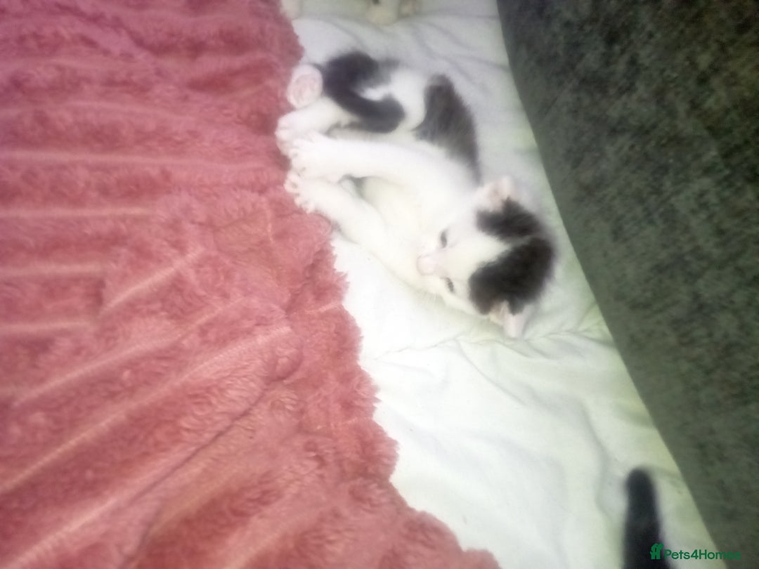Mixed Breed cats for sale: 3 beautiful kittens looking for new homes  - Image 4