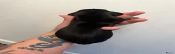 Dachshund dogs for sale: Stunning dachshund babies  - Advert 16