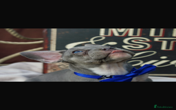 French Bulldog dogs for sale: 2 gorgeous French bulldogs left! - Image 5