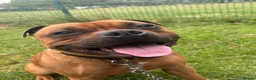 Staffordshire Bull Terrier dogs for sale: 🧸RED STAFFORDSHIRE BULLTERRIER BOY🧸 in Nottingham - Advert 6