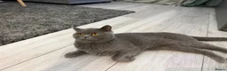 British Shorthair cats for sale: britsh short hair - Advert 9
