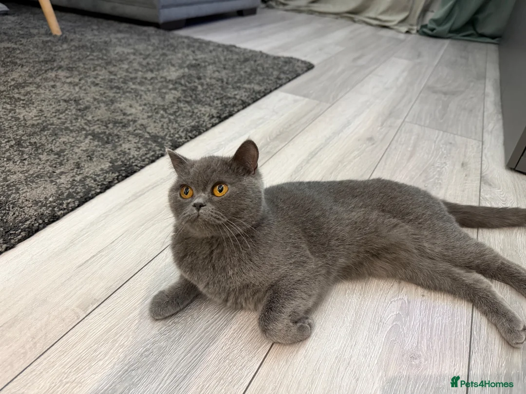 British Shorthair cats for sale: britsh short hair - Advert 9