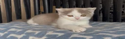 British Shorthair cats for sale: Beautiful BSH champion line two boys  - Advert 24