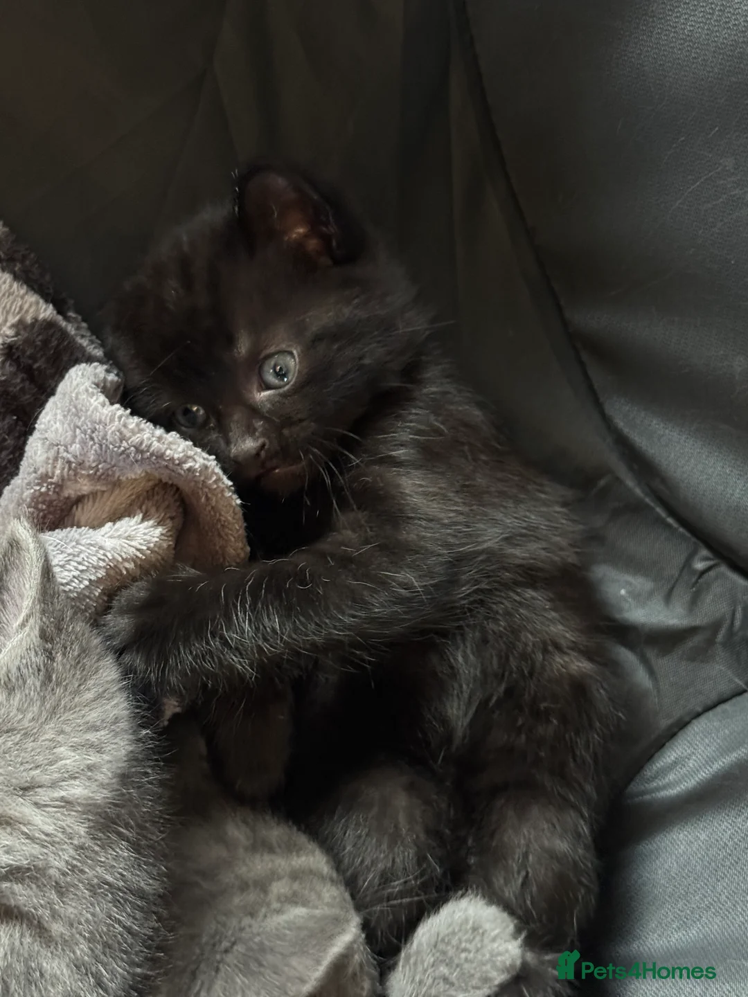 Domestic Shorthair cats for sale: Kittens - Advert 2