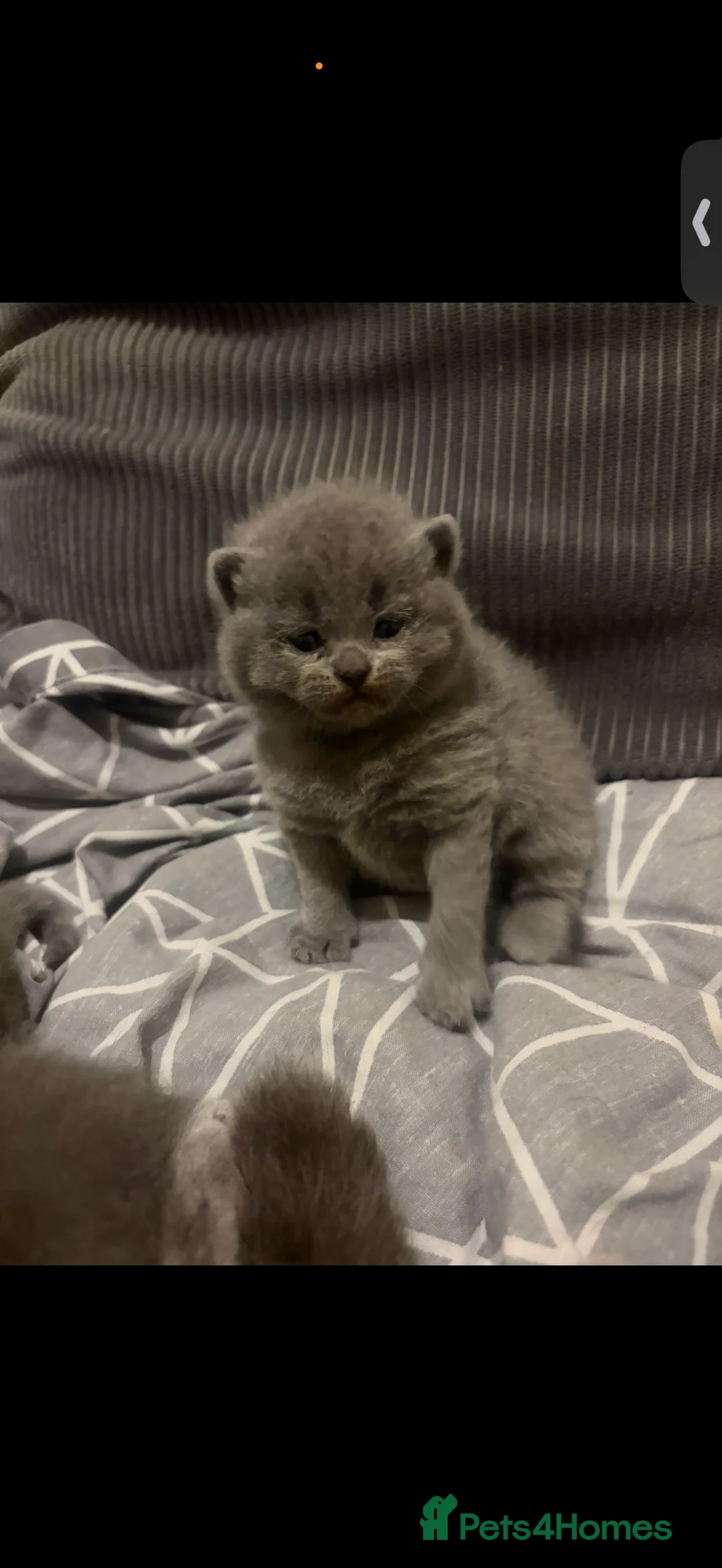 British Shorthair cats for sale: 5 Blue British shorthair kittens  - Advert 13