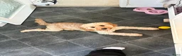 Cavapoo dogs for sale: F1 6-month old Cavapoo (Ruby) For Sale - Advert 4
