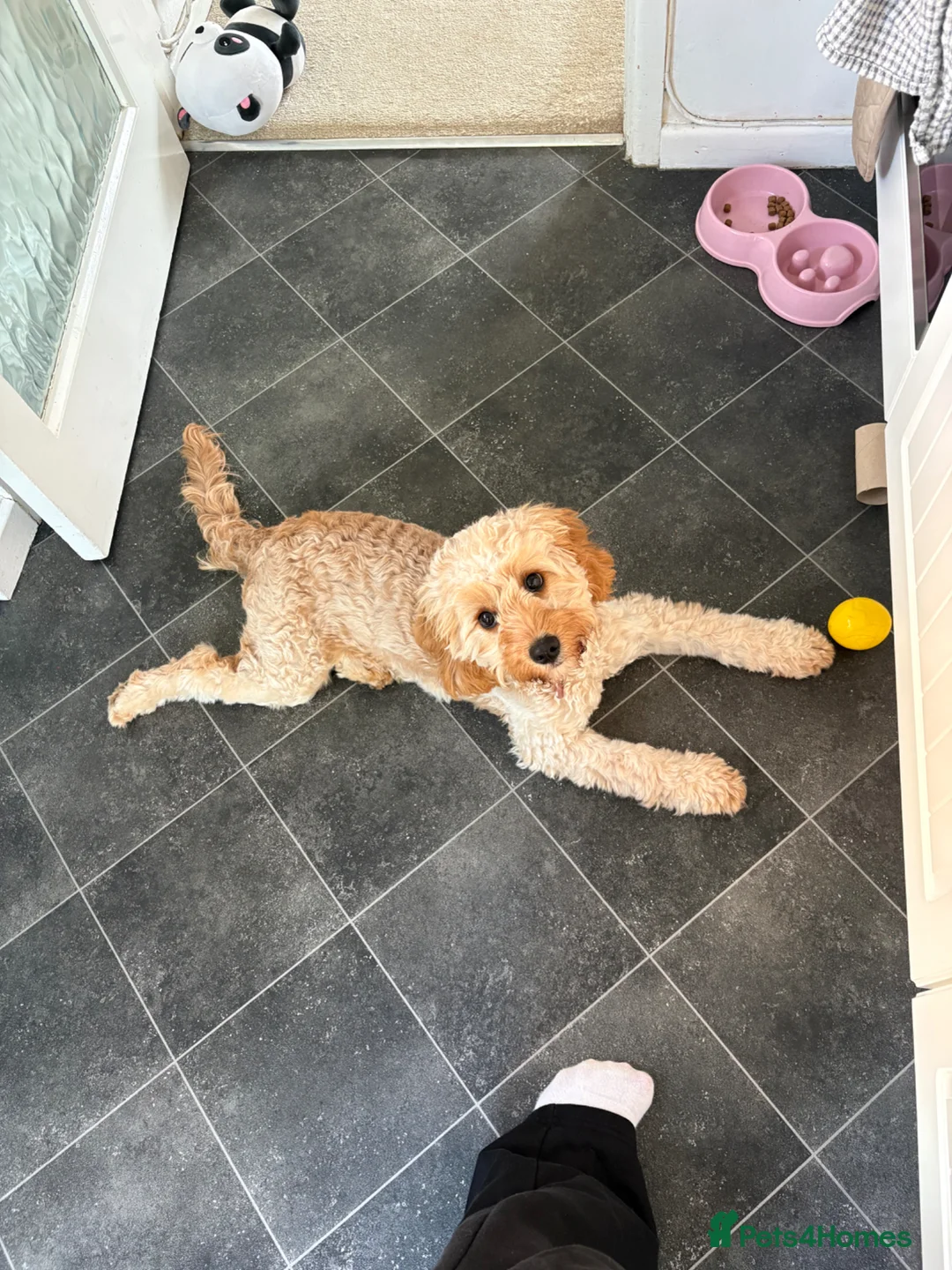 Cavapoo dogs for sale: F1 6-month old Cavapoo (Ruby) For Sale - Advert 4