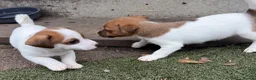 Jack Russell dogs for sale: Bred From Health Tested Parents - Advert 7