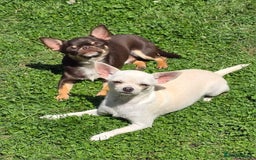 Chihuahua dogs for sale: BOY  Ready To Go✔️ in Basildon - Image 21
