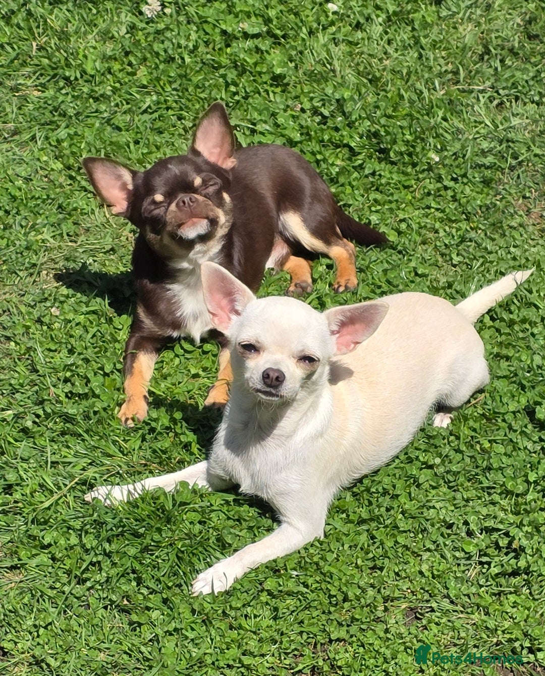 Chihuahua dogs for sale: BOY  Ready To Go✔️ in Basildon - Image 21