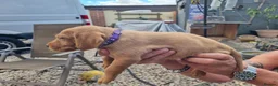 Mixed Breed dogs for sale: Viszlador puppies  - Advert 11