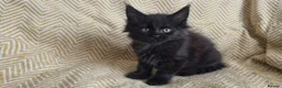 Maine Coon cats for sale: Maine coon kittens - Advert 9
