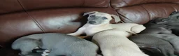 Whippet dogs for sale: High Quality Whippet pups Crufts - Advert 4