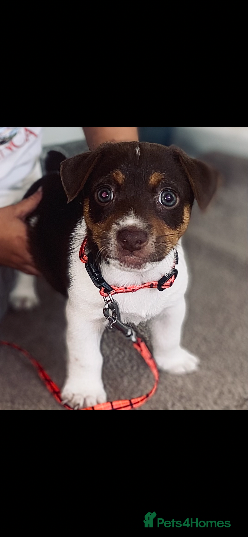Jack Russell dogs for stud: Jack Russell active KC registered stud - Advert 5
