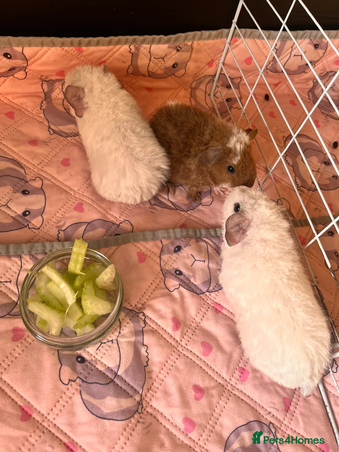 Guinea Pig rodents for sale: 3 male Teddy Guinea pigs  - Advert 1