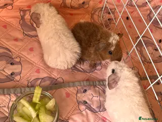 Guinea Pig rodents 3 male Teddy Guinea pigs - Advert 1