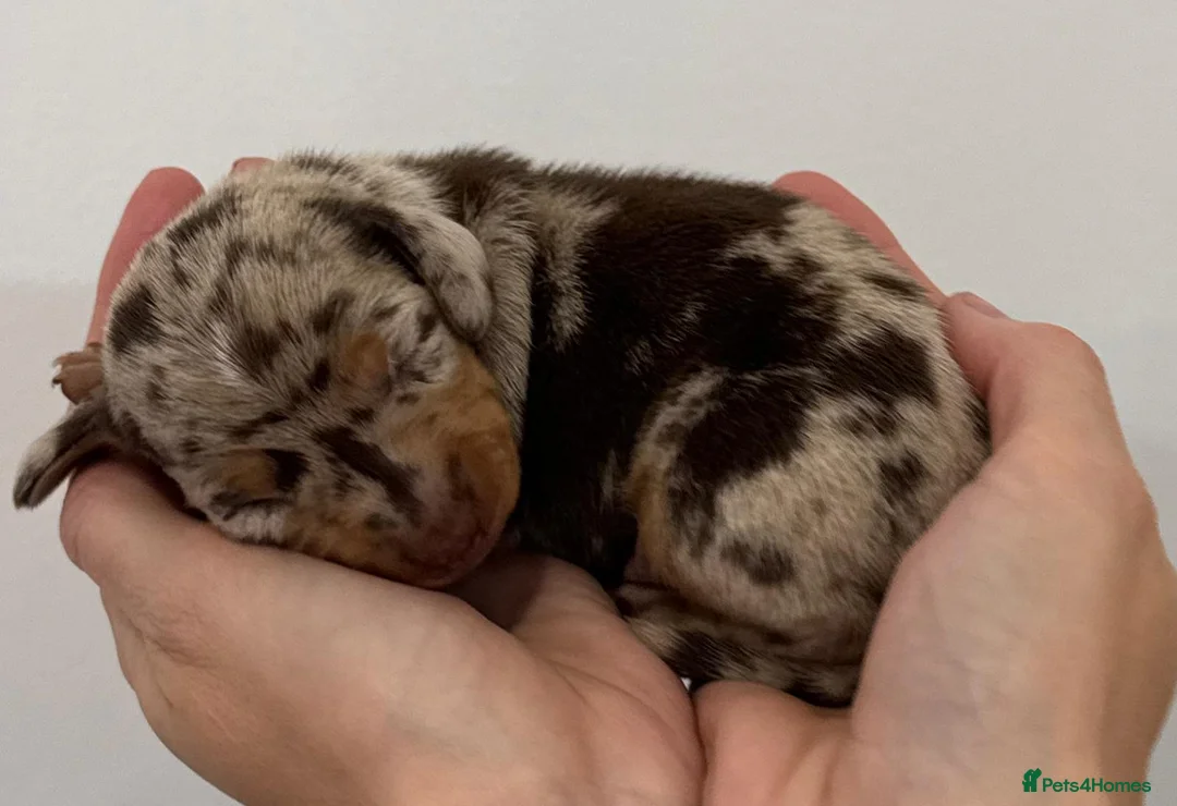Miniature Dachshund dogs for sale: Miniature Dachshunds. PRA clear. 5 star breeder. - Advert 1