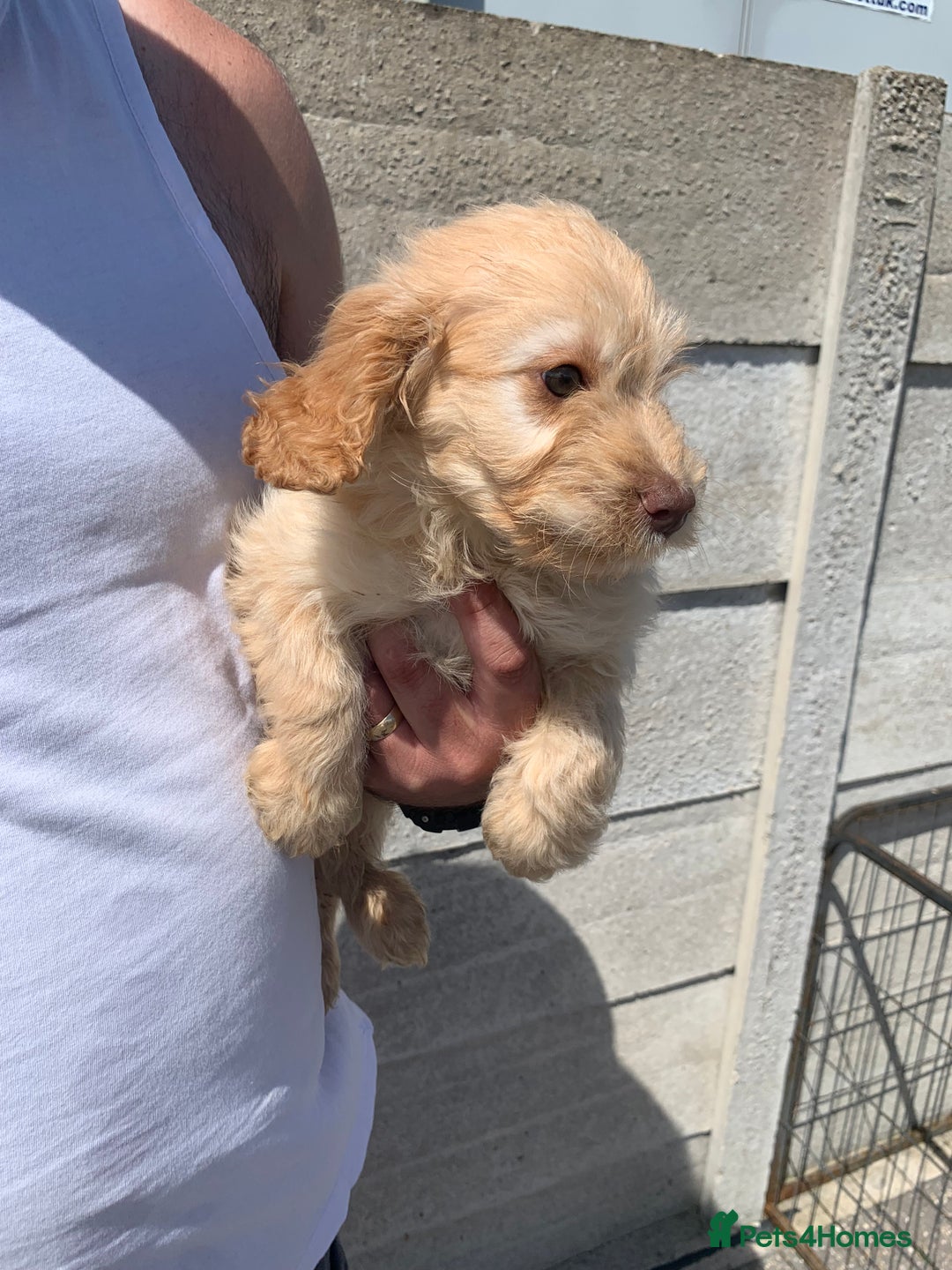 Cockapoo dogs for sale: ((Ready now))F1b cockerpoo puppies  - Image 18