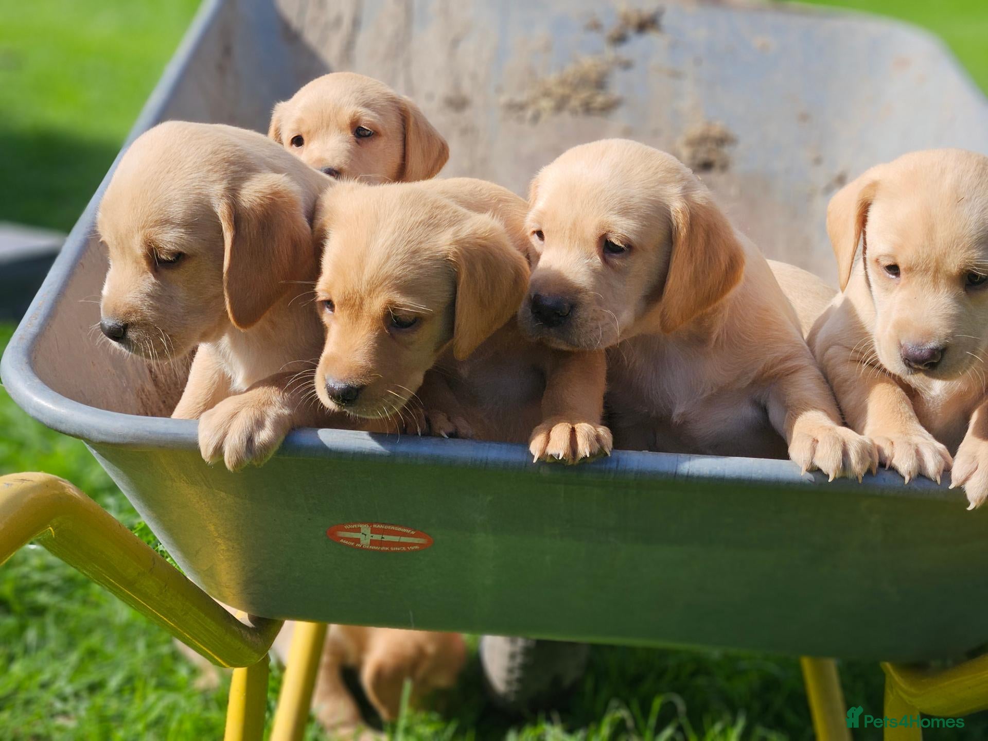 Labrador Retriever dogs Ready to lev.Fetch labrador puppies - Advert 1