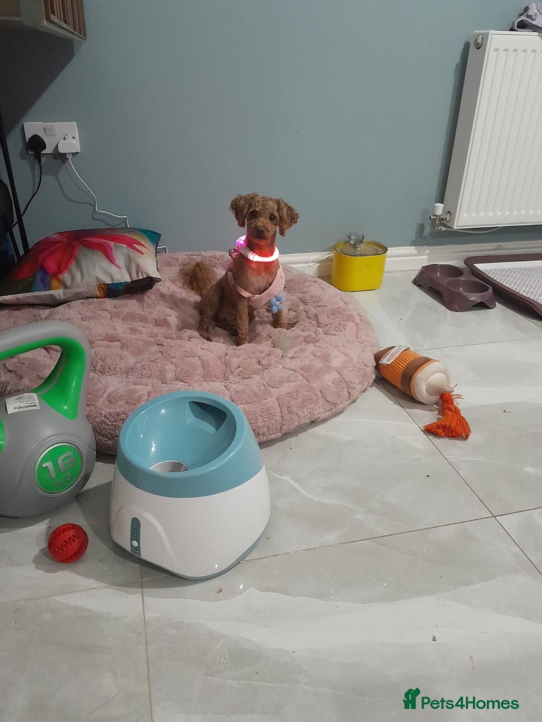 Poodle dogs for sale: Female  **  Poodle - Advert 2