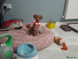 Poodle dogs Tiny Female Poodle - Advert 1