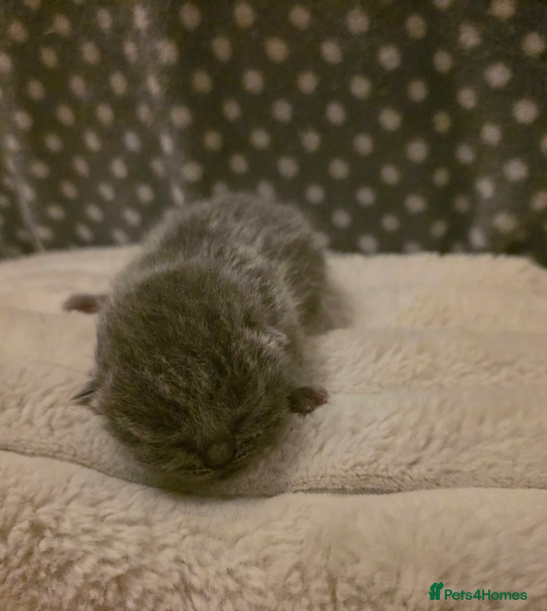 British Shorthair cats for sale: Beautiful unusual Pure British shorthair kittens - Advert 13