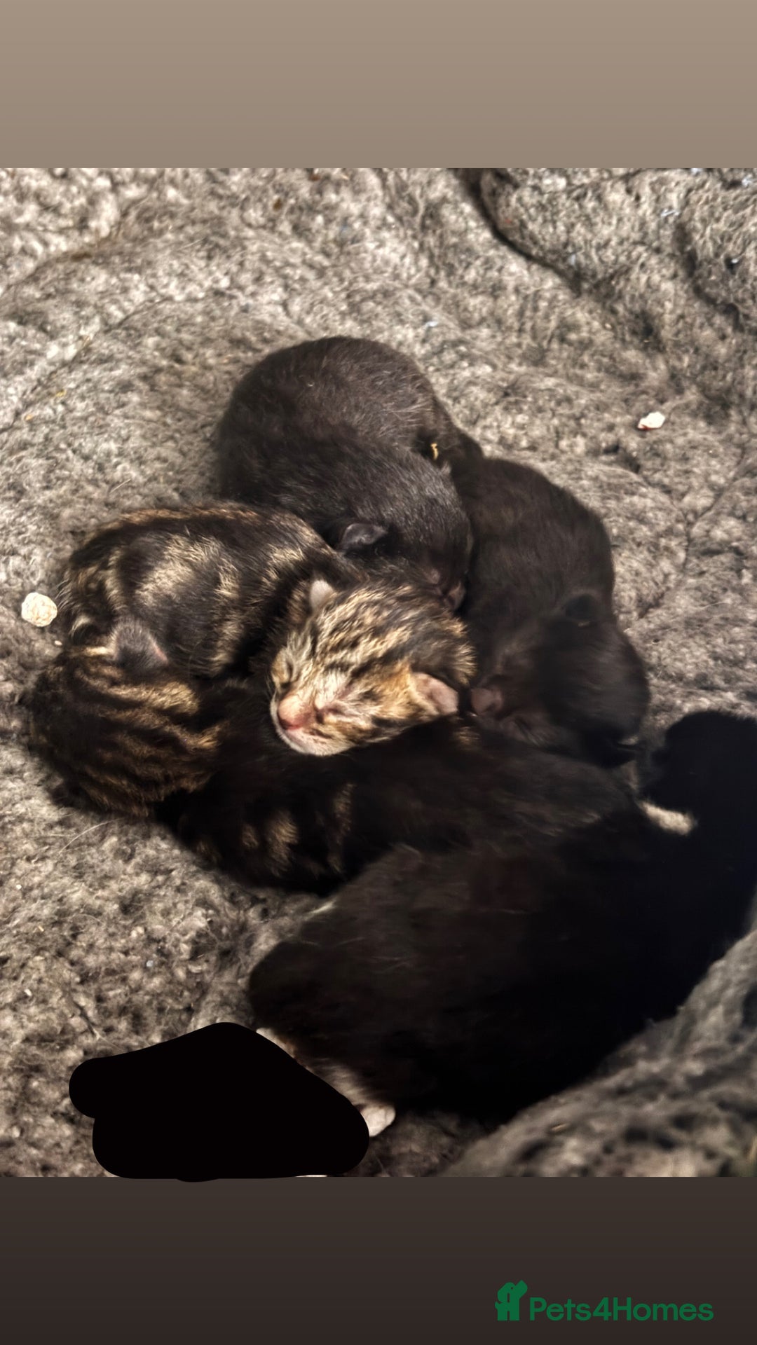 Mixed Breed cats for sale: Kittens Available for Adoption - Ready in Sept - Image 1