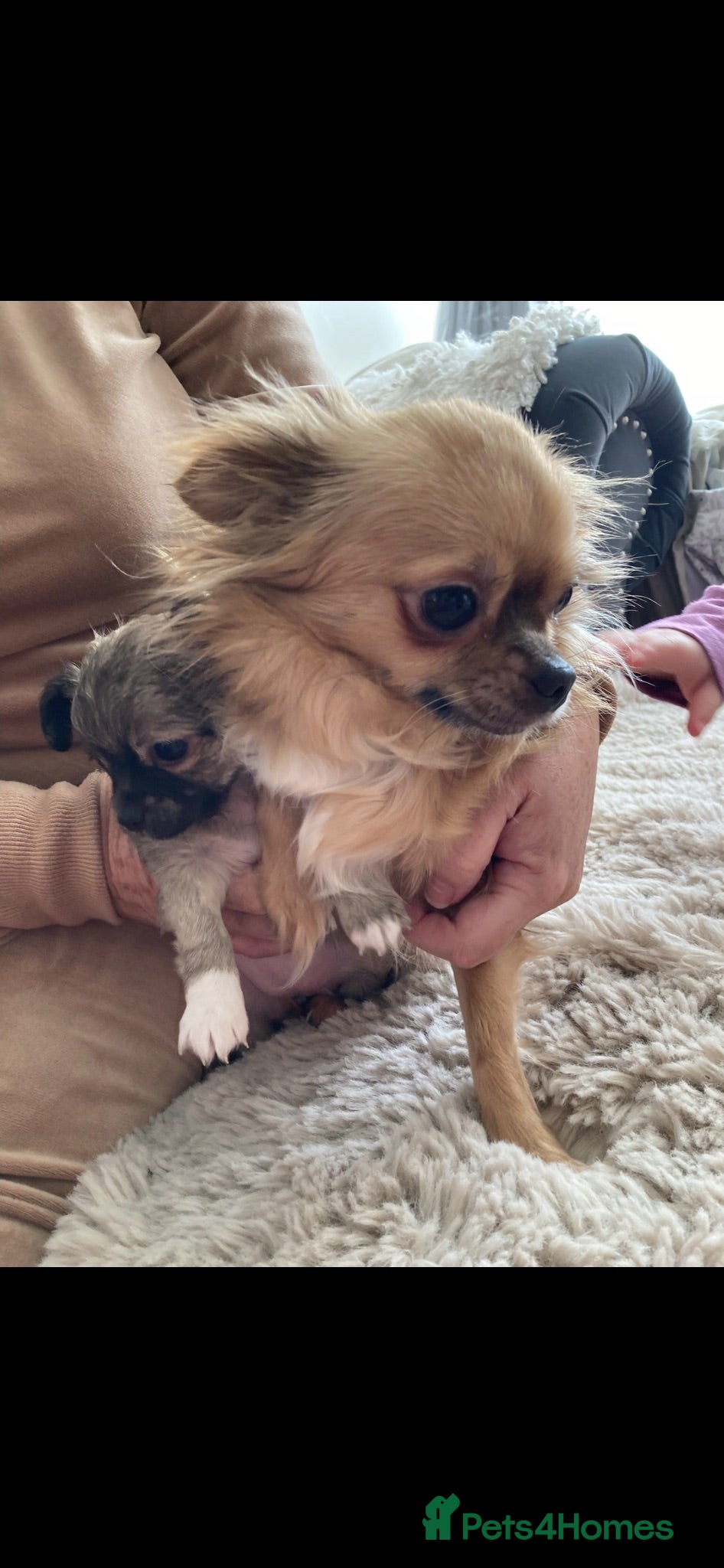 Chihuahua dogs Puppies for sale  - Advert 7