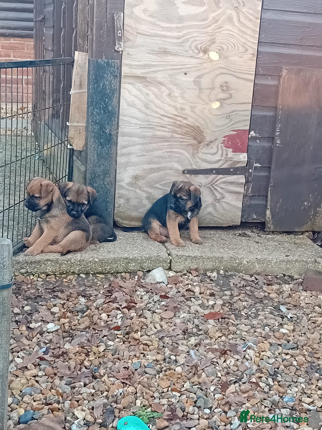 Border Terrier dogs for sale: Pure border terrier puppies  - Advert 9