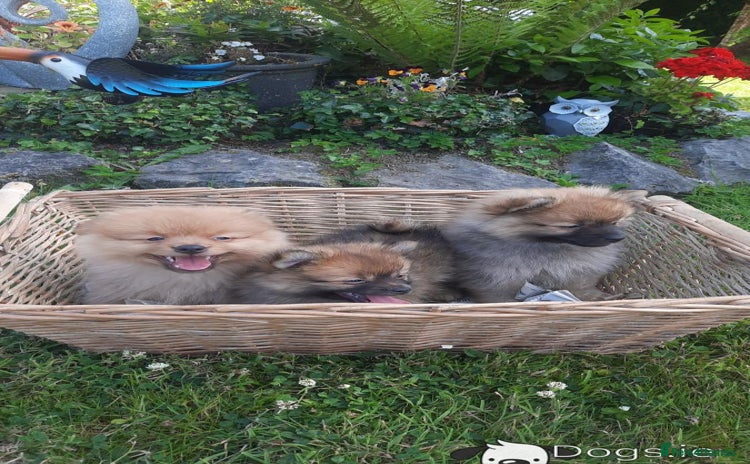 Pomeranian dogs - Advert 2