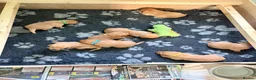 Labrador Retriever dogs for sale: Fox red Labrador puppies for sale - Advert 6