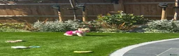 Pomeranian dogs for sale: beautiful pomeranian  - Advert 2