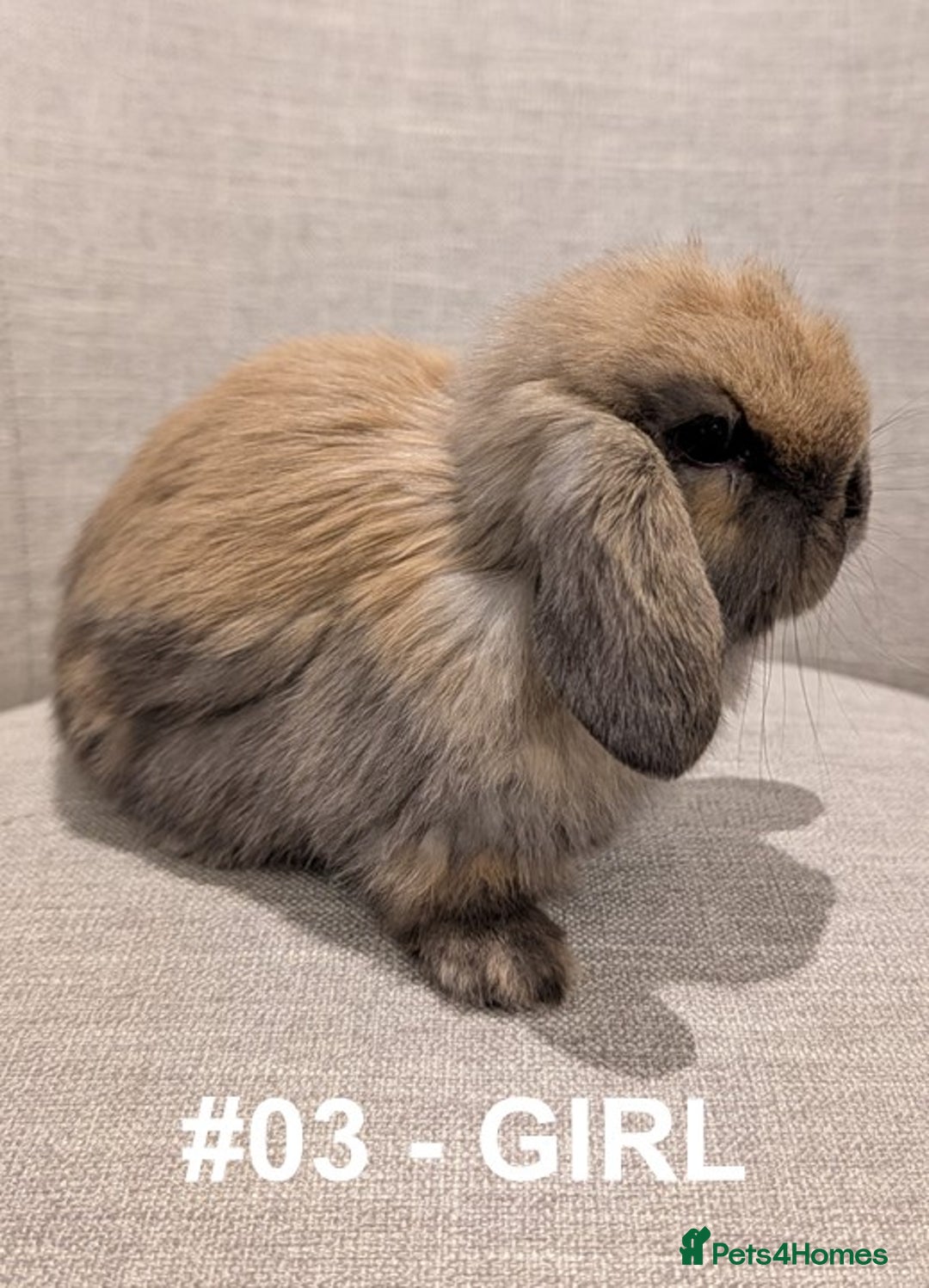 Mini Lop rabbits for sale: Exceptional Mini-Lops. Collect from: 15th January - Advert 10
