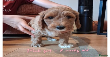 Australian Labradoodle dogs - Advert 2