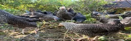 Mixed Breed poultry for sale: 🐓 FREE RANGE POL HENS – AVAILABLE NOW 🐓 in Bedworth - Advert 3