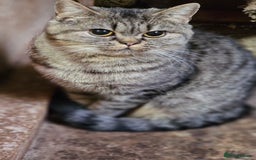 Mixed Breed cats for sale: Beautiful British Shorthair Tabby Female Kittens - Image 18