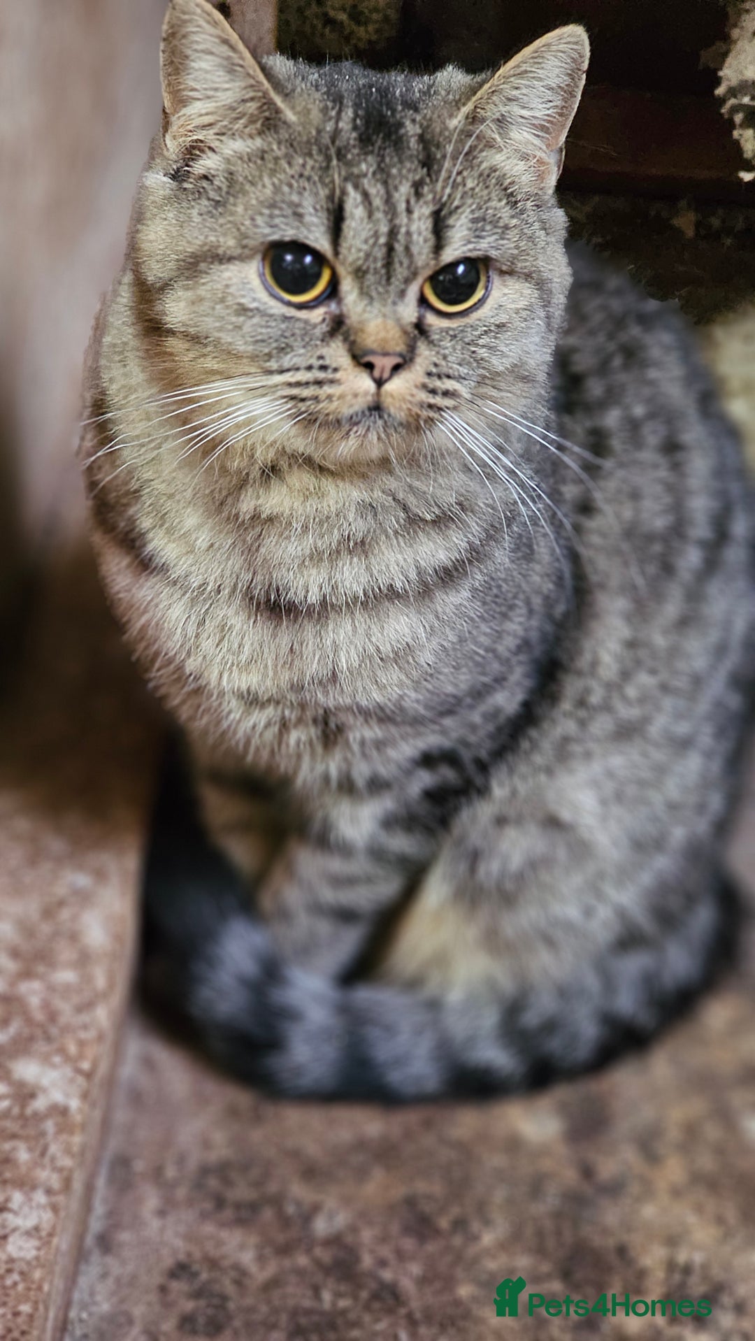 Mixed Breed cats for sale: Beautiful British Shorthair Tabby Female Kittens - Image 18
