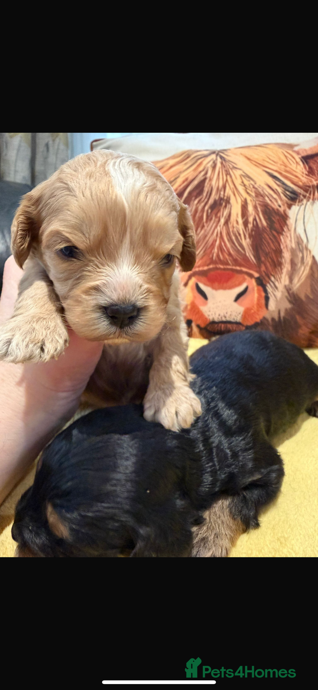 Cavapoo dogs for sale: Cavapoo F1 puppies some stunning colours - Image 3