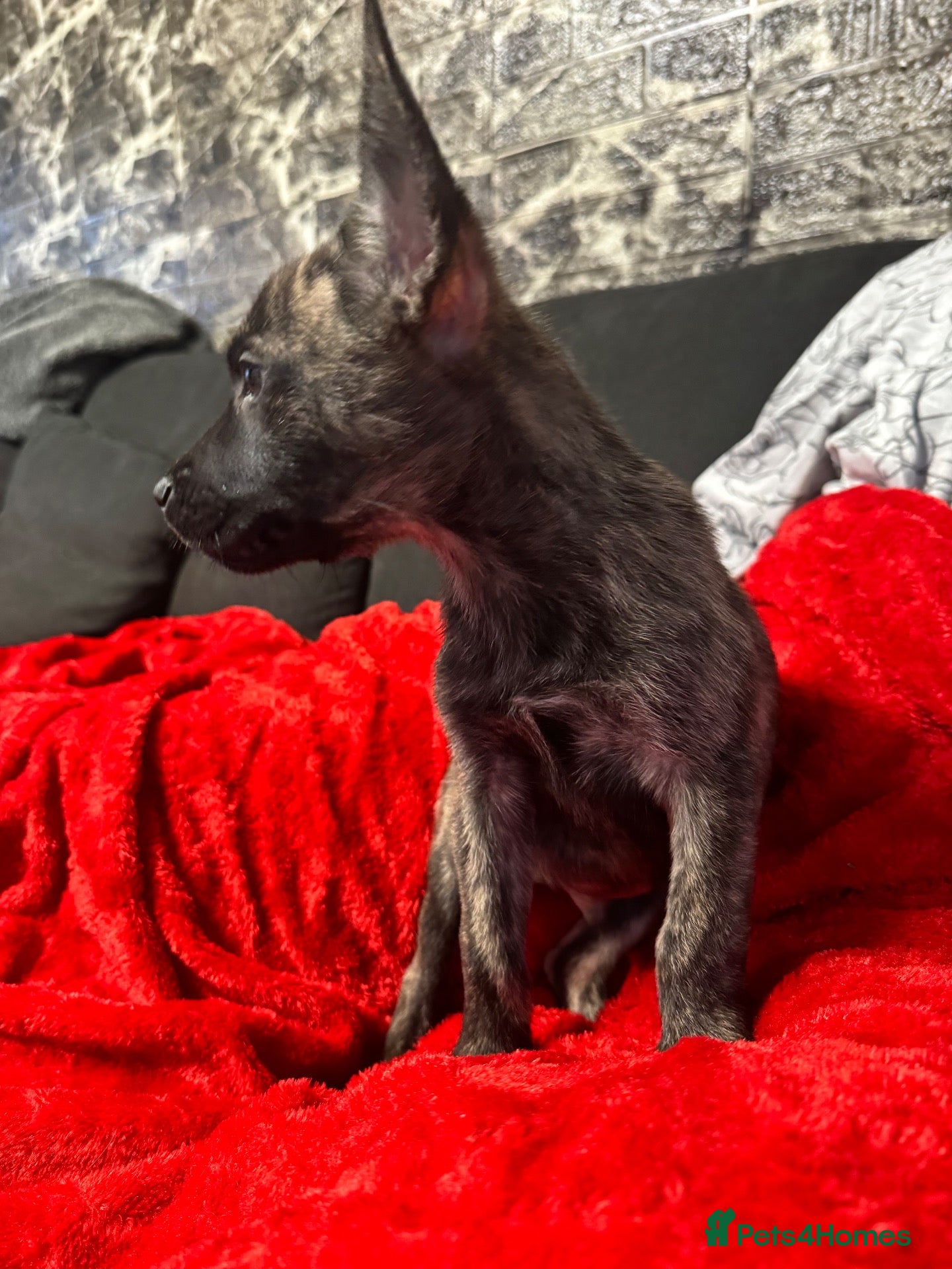 Mixed Breed dogs Frenchie cross Belgian malinois  - Advert 2