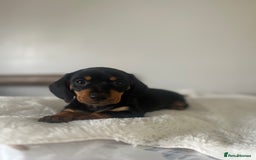 Miniature Dachshund dogs for sale: Miniature dachshund girl puppy  - Image 12