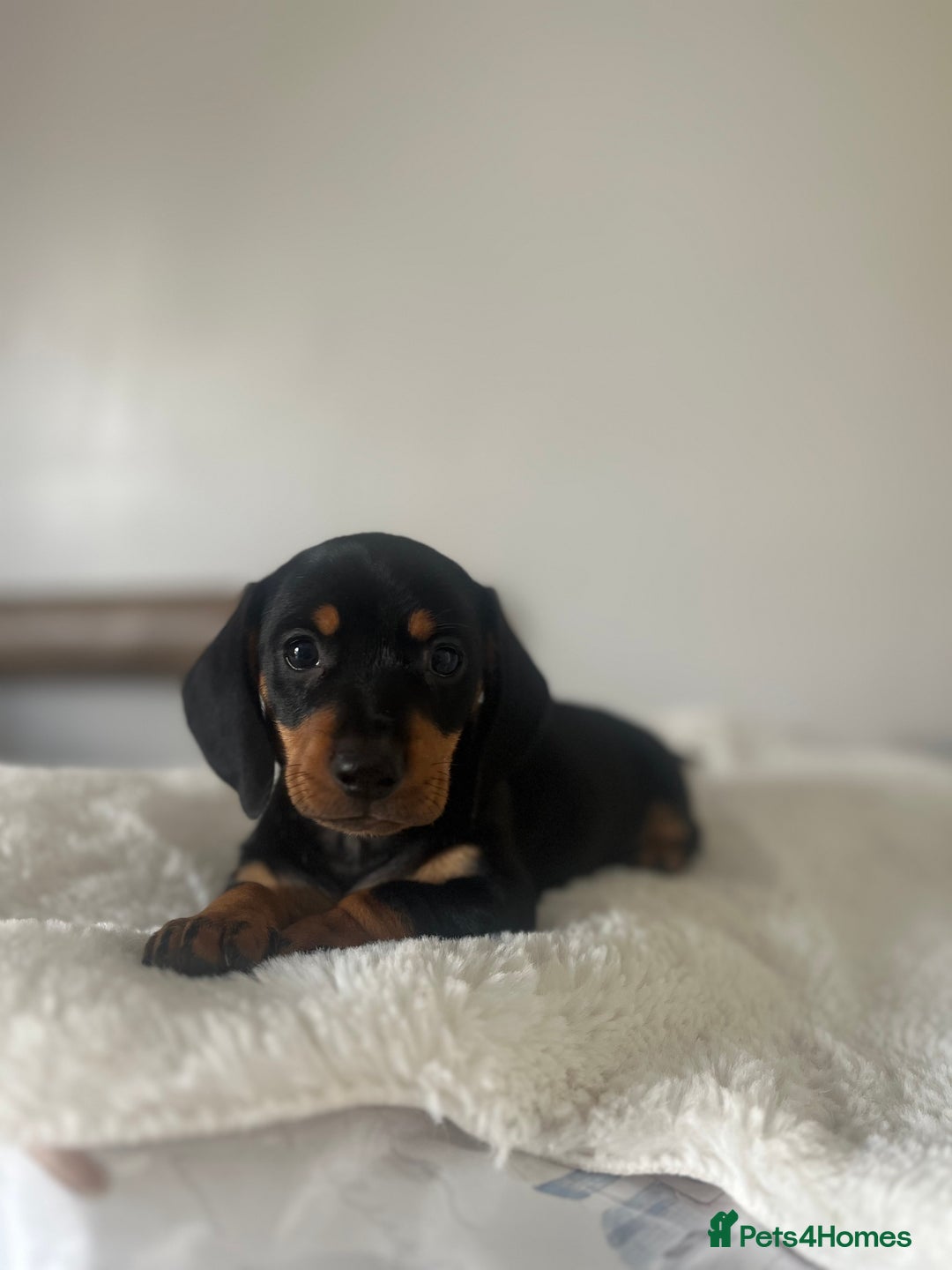 Miniature Dachshund dogs for sale: Miniature dachshund girl puppy  - Image 12