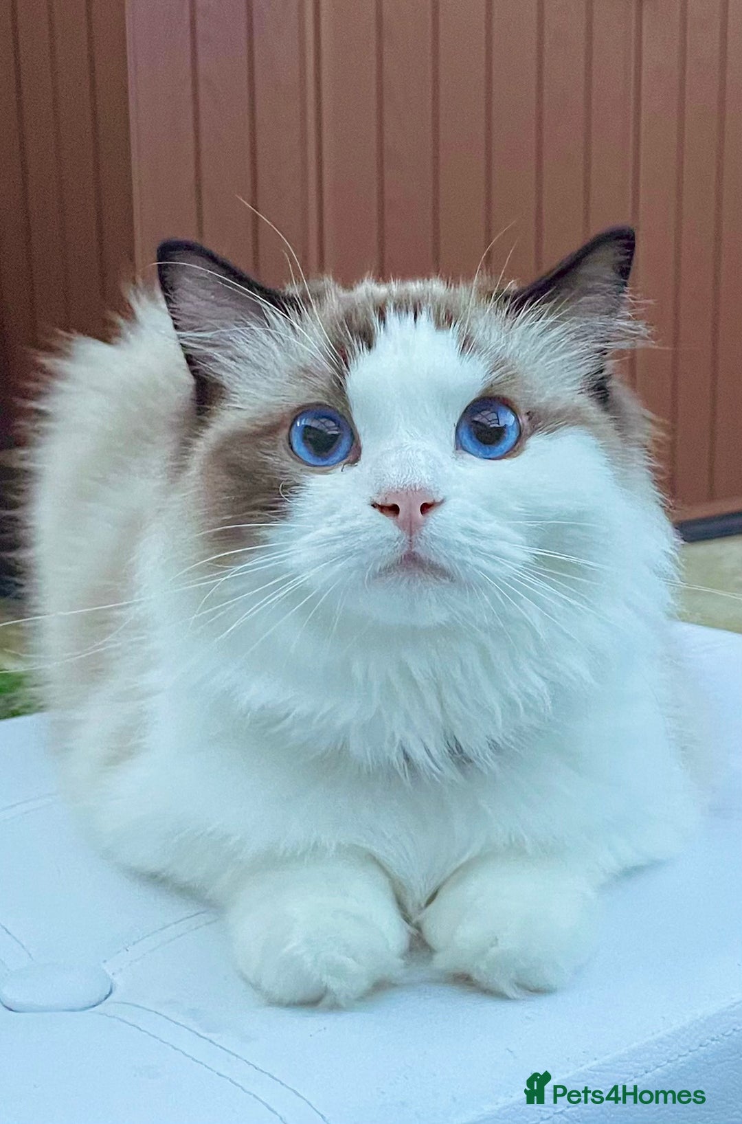 Ragdoll cats for sale: Beautiful Ragdoll Female – 3 Years Old - Advert 7