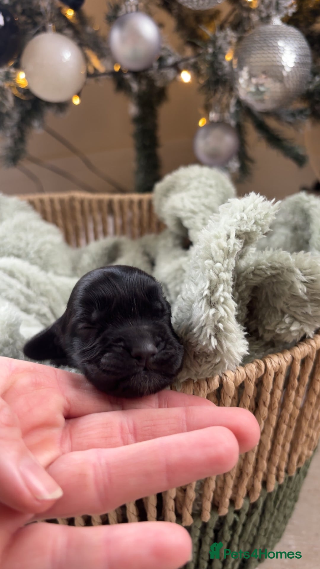 Cocker Spaniel dogs for sale: 100% sable show cockers  - Advert 21