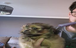 Mixed Breed dogs for sale: Shih Tzu pekingnese cross - Image 8