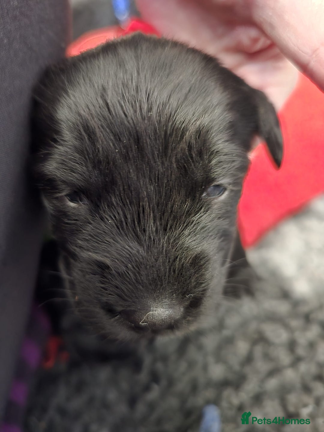 Mixed Breed dogs for sale: 8 Beautiful Puppies Looking for Forever Homes! - Advert 10