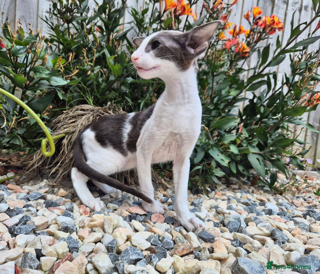 Oriental cats for sale: A truly exceptional Oriental blue bicolour boy - Image 5