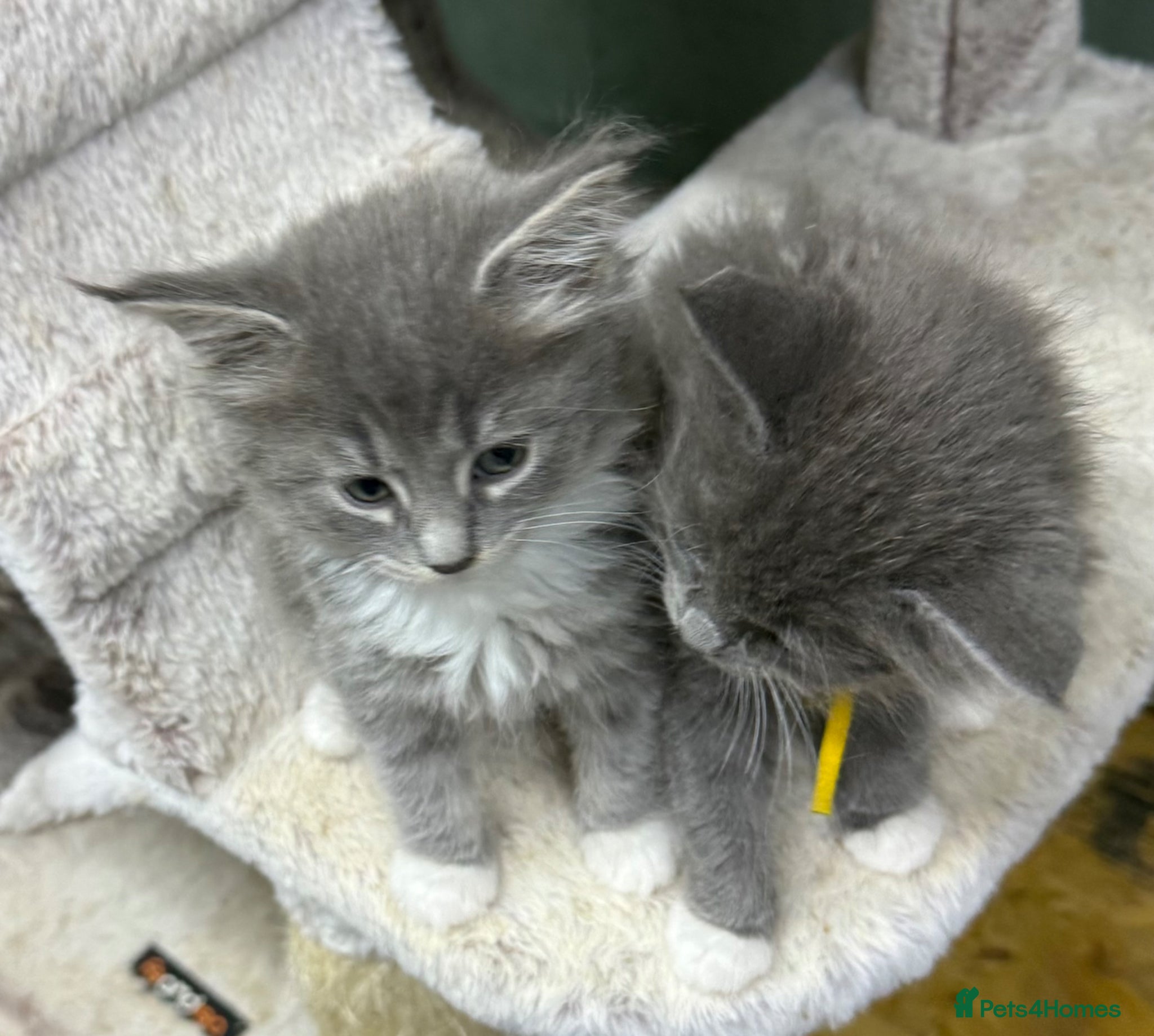 Maine Coon cats Mainecoon  - Advert 1